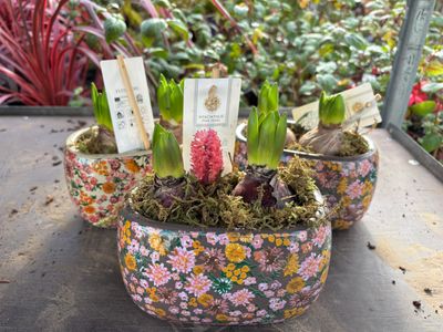 Mixed Hyacinth in Floral Pot (2 per pot) Fragrant Hyacinths