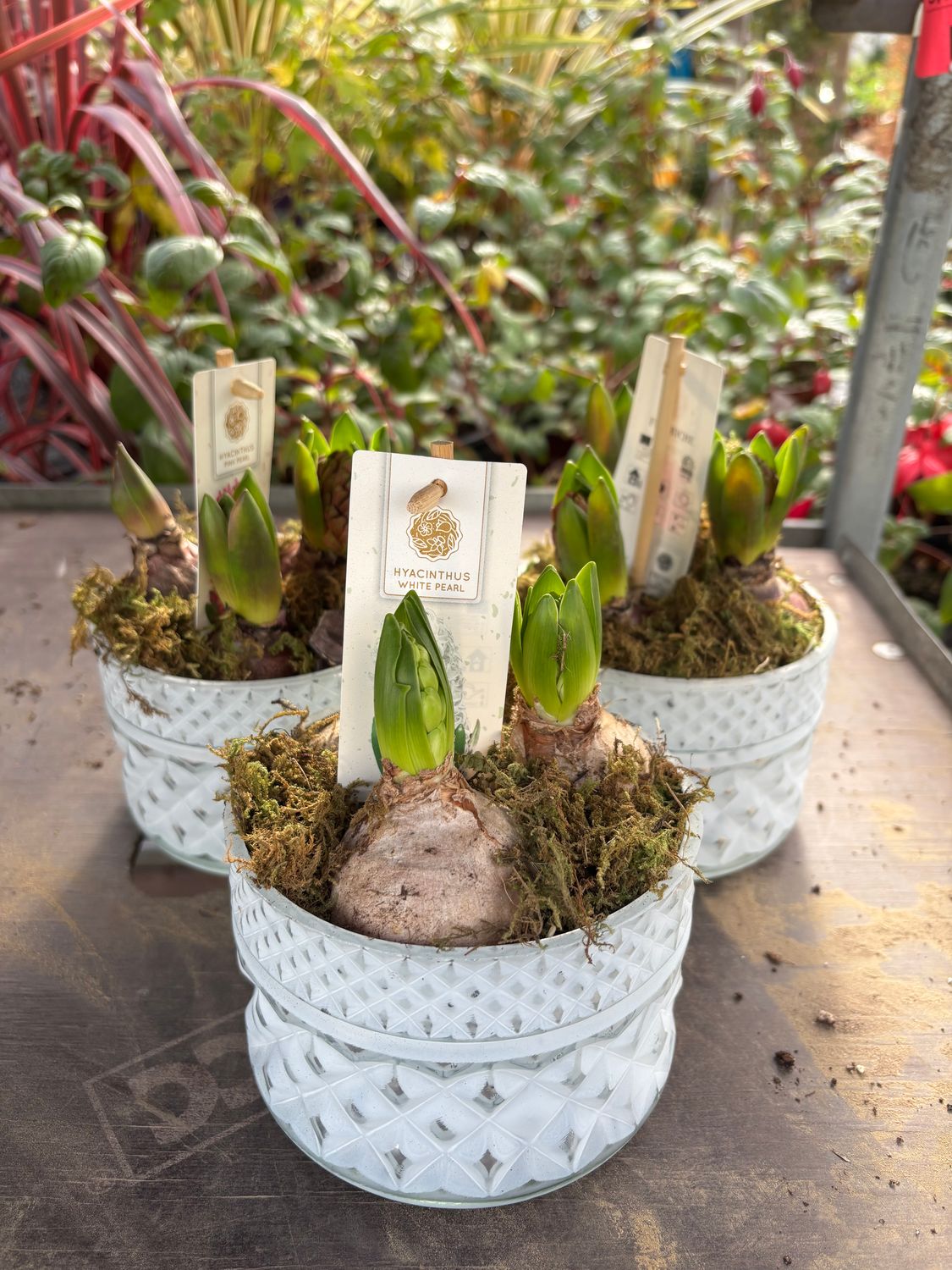 Mixed Hyacinth in Ceramic Pot (3 Per Pot) Fragrant Hyacinths