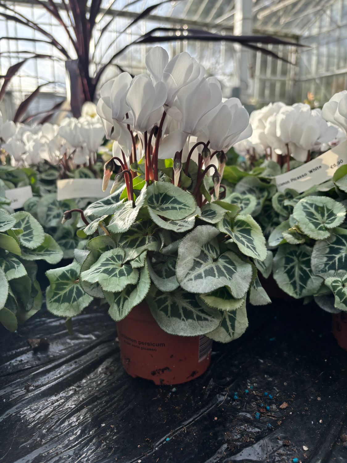 Cyclamen Picasso White
