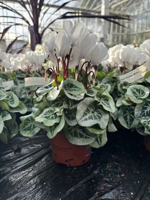 Cyclamen Picasso White