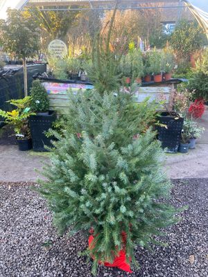SERBIAN SPRUCE ..PICEA OMORIKA perfect living Christmas Tree . Forms a neat shape furnished to soil level. Foliage silver/green and it forms purple cones with age . Good in pots or open ground.
