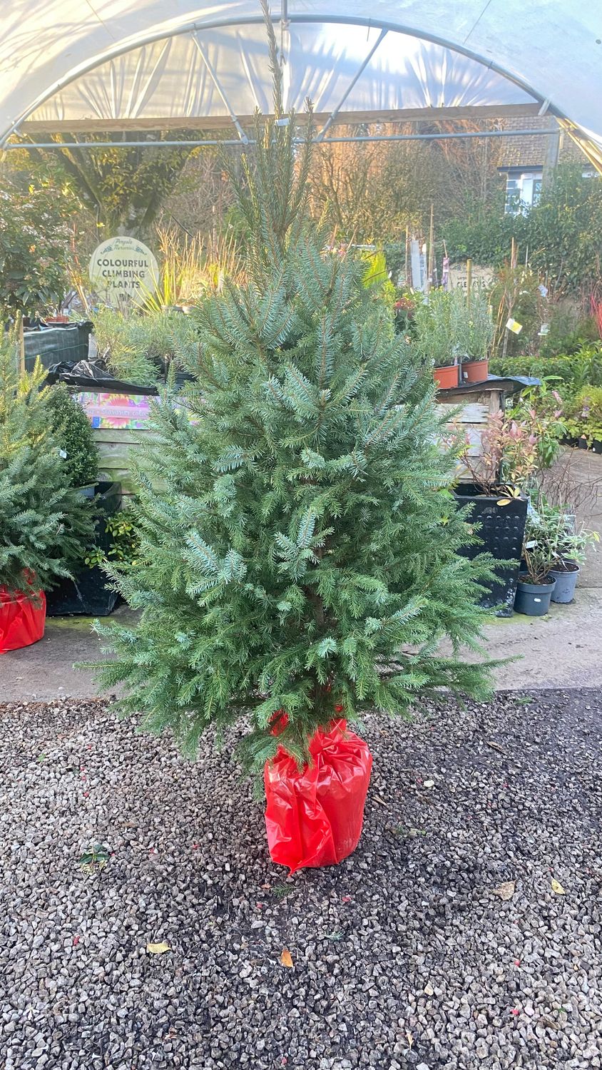 SERBIAN SPRUCE  PICEA OMORIKA  Large perfect living Christmas Tree . Forms a neat shape furnished to soil level. Foliage silver/green and it forms purple cones with age . Good in pots or open ground.