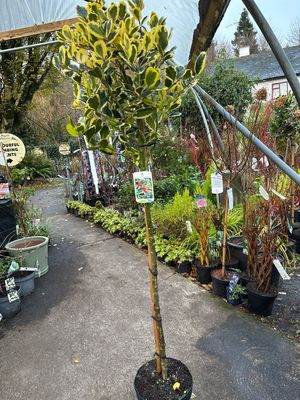 GOLDEN KING HOLLY TREE ILEX xaltaclerensis ‘Golden king ‘ on stem ..small evergreen tree for pots or beds