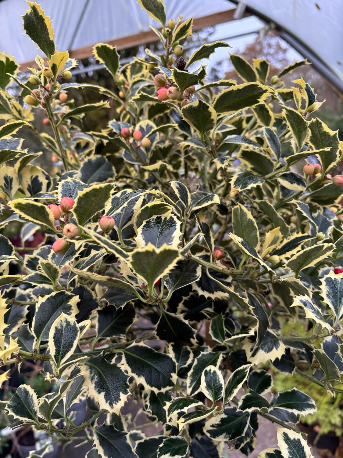 Ilex Argentea on stem