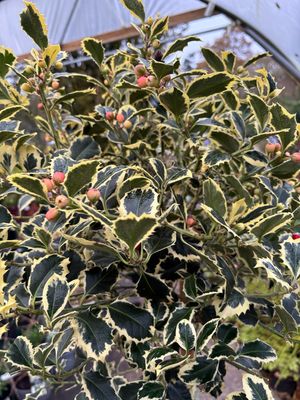 Ilex Argentea on stem