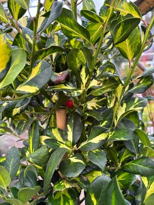 Ilex Lawsoniana on stem