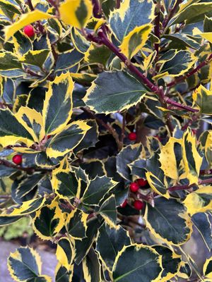 Ilex Aurea On A Stem