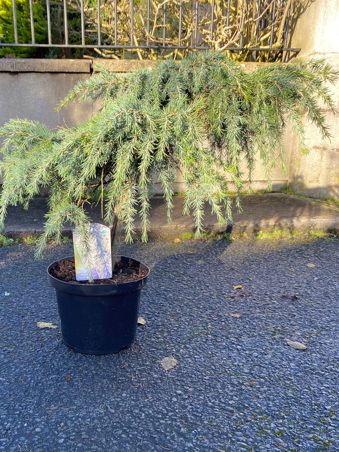 CEDRUS FEELIN BLUE MINI WEEPING CEDAR ,Cedrus Feelin Blue ..tough mini Weeping Evergreen Cedar with grey to blue foliage. Plant now for year round colour in pots or beds.