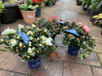 INDIAN AZALEA Indoor plant