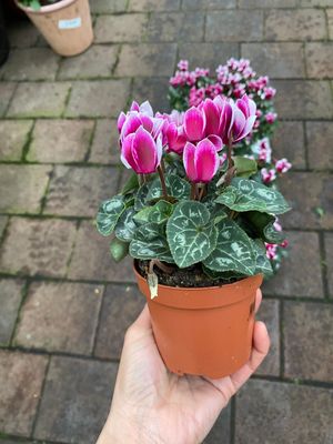 CYCLAMEN Mini Snowridge purple
