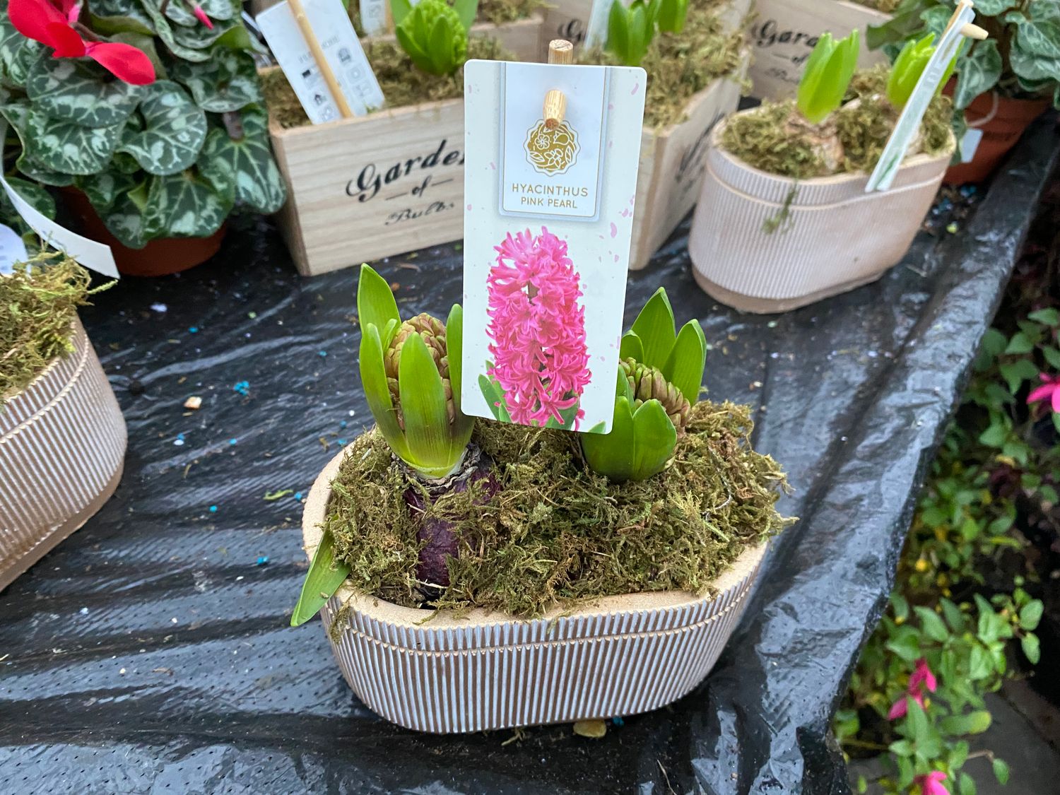 Mixed Hyacinth in golden Pot (2 per pot) Fragrant Hyacinths