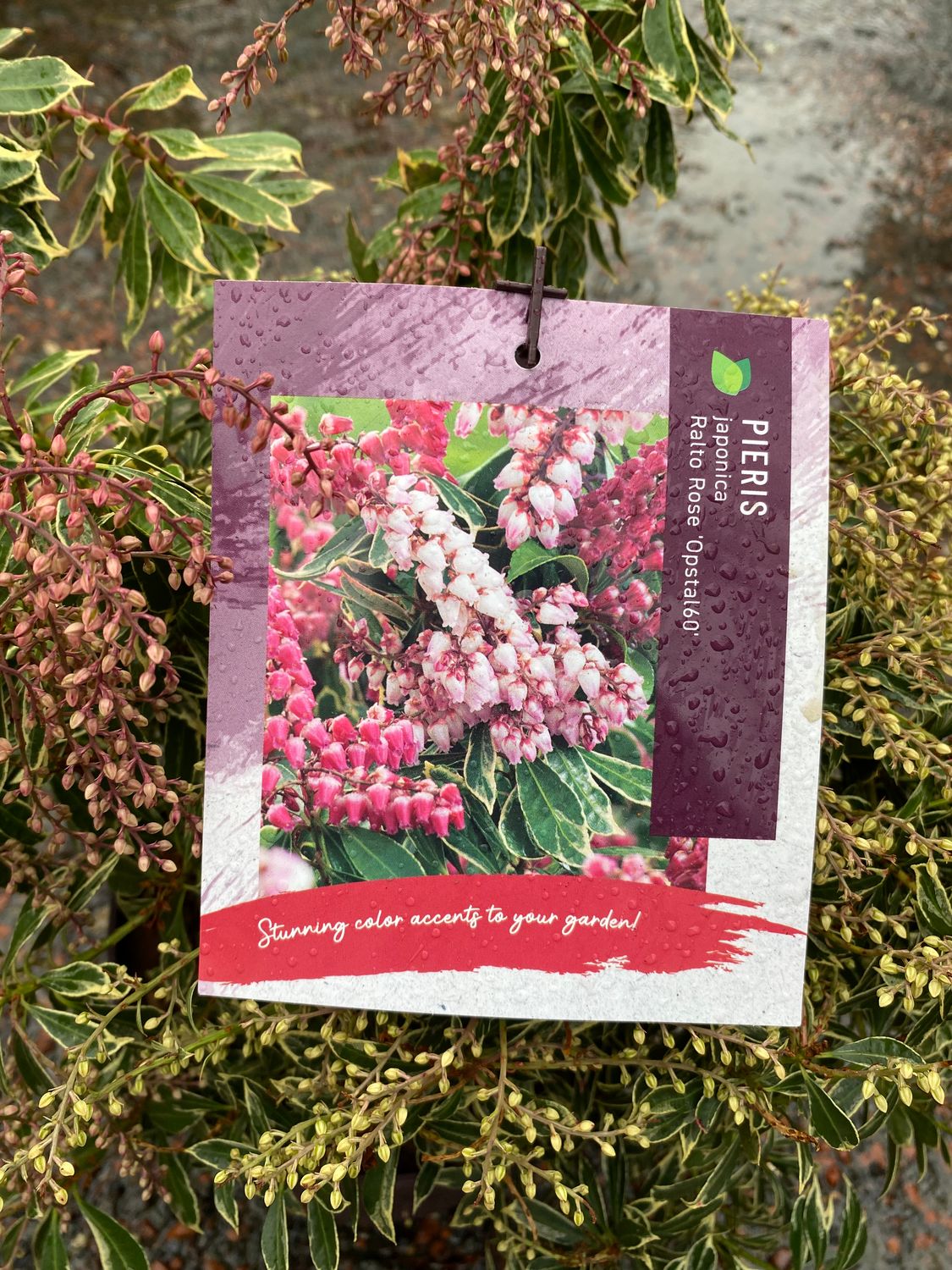 Pieris Ralto Rose , evergreen shrub. Attractive buds all winter. Flowers in spring clusters deep pink mini bells Attractive evergreen foliage of green and cream . Red young growth in spring and summer