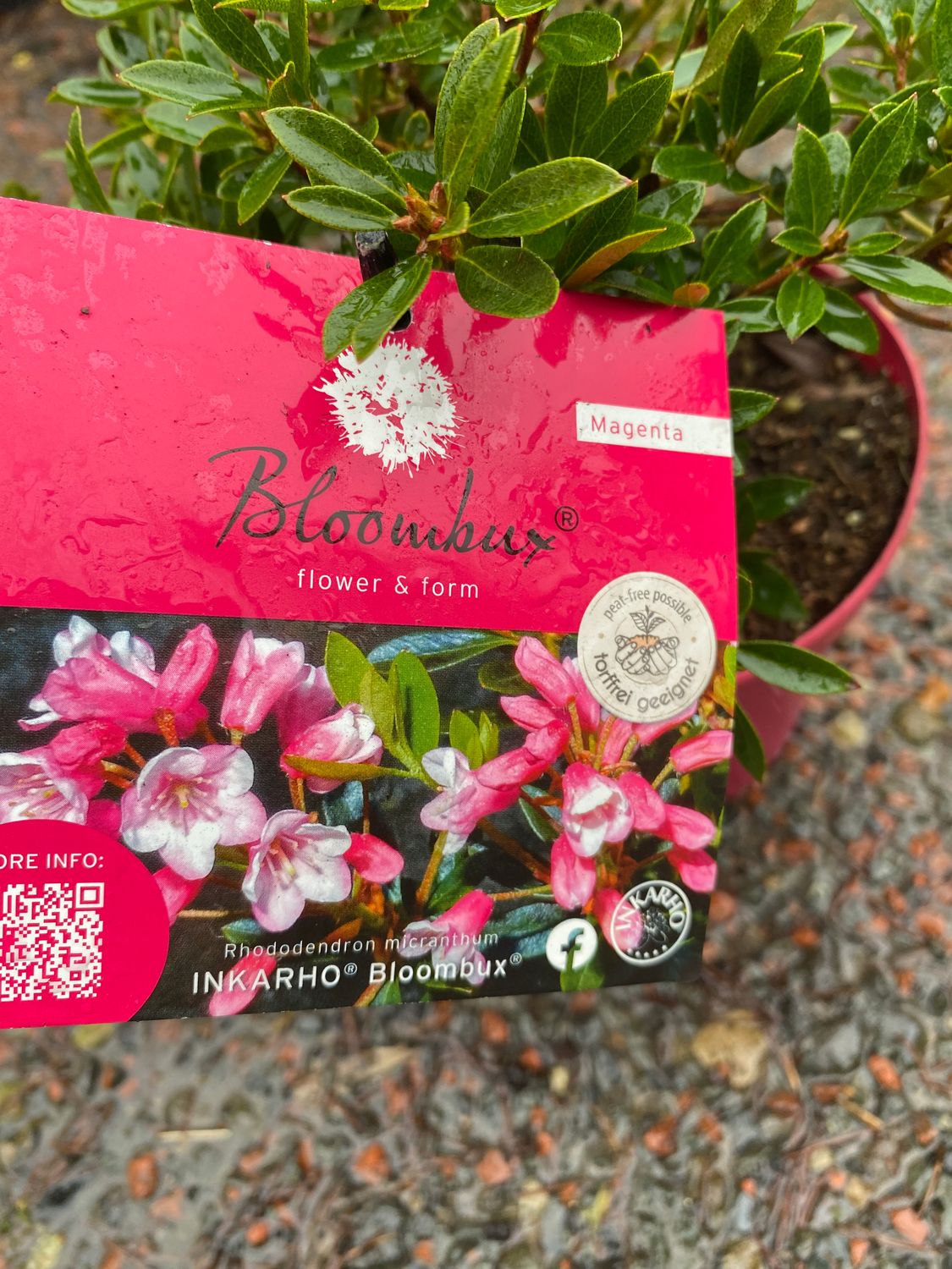 RHODODENDRON BLOOMBUX MAGENTA PERFECT SMALL EVERGREEN SHRUB FOR POTS OR FRONT BEDS Plant now for spring and summer colour . Flowers are bell like in a mix of magenta pink and cream