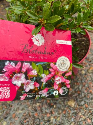 RHODODENDRON BLOOMBUX MAGENTA PERFECT SMALL EVERGREEN SHRUB FOR POTS OR FRONT BEDS Plant now for spring and summer colour . Flowers are bell like in a mix of magenta pink and cream
