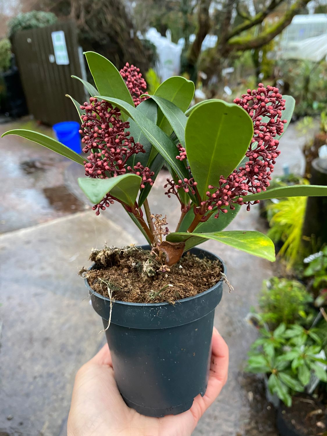 Skimmia Rubella Ruby mini