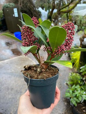Skimmia Rubella Ruby mini