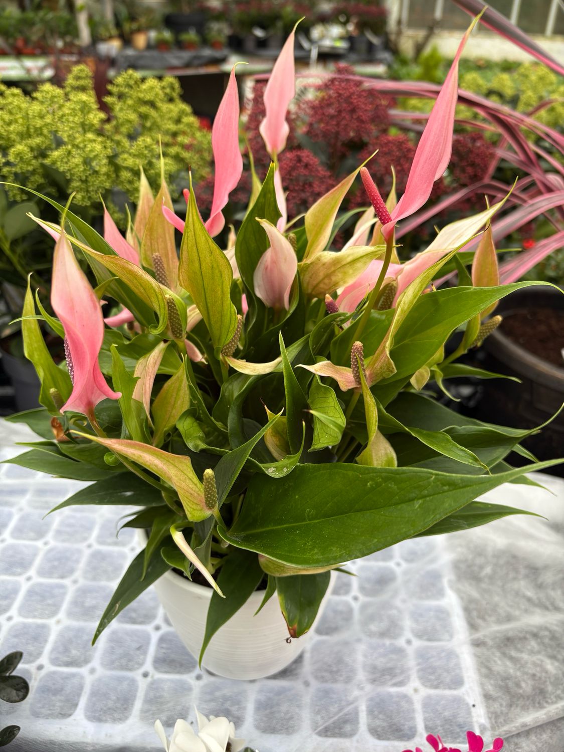 ANTHURIUM MYSTIC PINK (in Ceramic Pot)a beautiful Lady Jane Plant that flowers non stop .Likes a position out of full sun