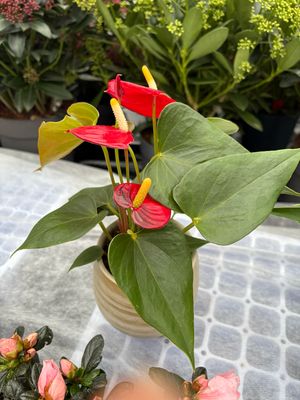 Anthurium Lady Jane 'Red Champion ' With ceramic pot