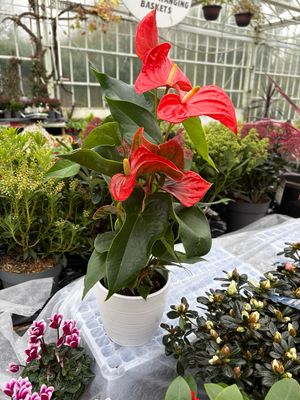 Lady Jane ,Anthurium 'Orange Red ' (in ceramic Pot)likes a position out of full sun .