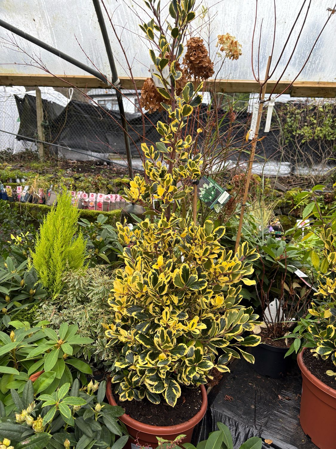 Golden King Holly Pyramid extra large female holly with gold and green foliage.Good in pots or beds . Berries red ! Winter hardy and colourful all year round