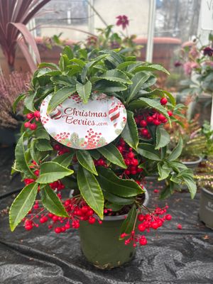 Ardisia Christmas Berry ARDISIA “WINTER BERRIES” indoor plant for winter colour in a position that has some natural light .