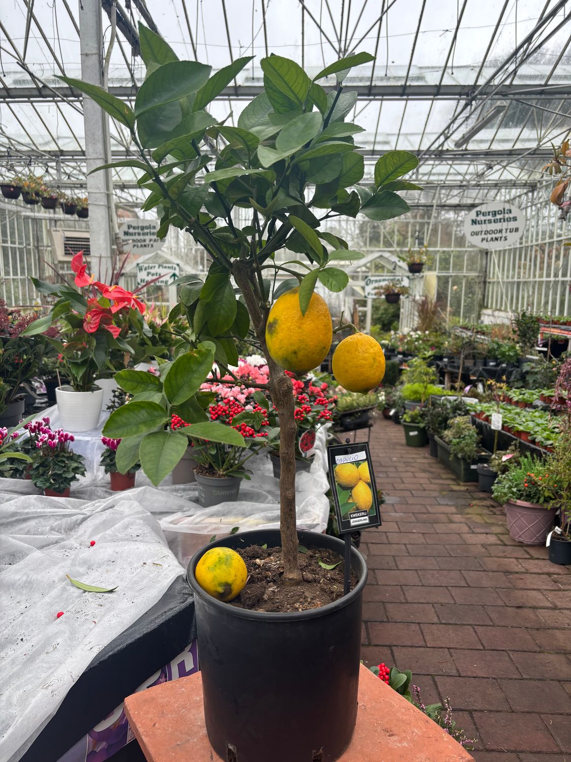 CITRUS LEMON Lemon tree