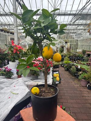 CITRUS LEMON Lemon tree