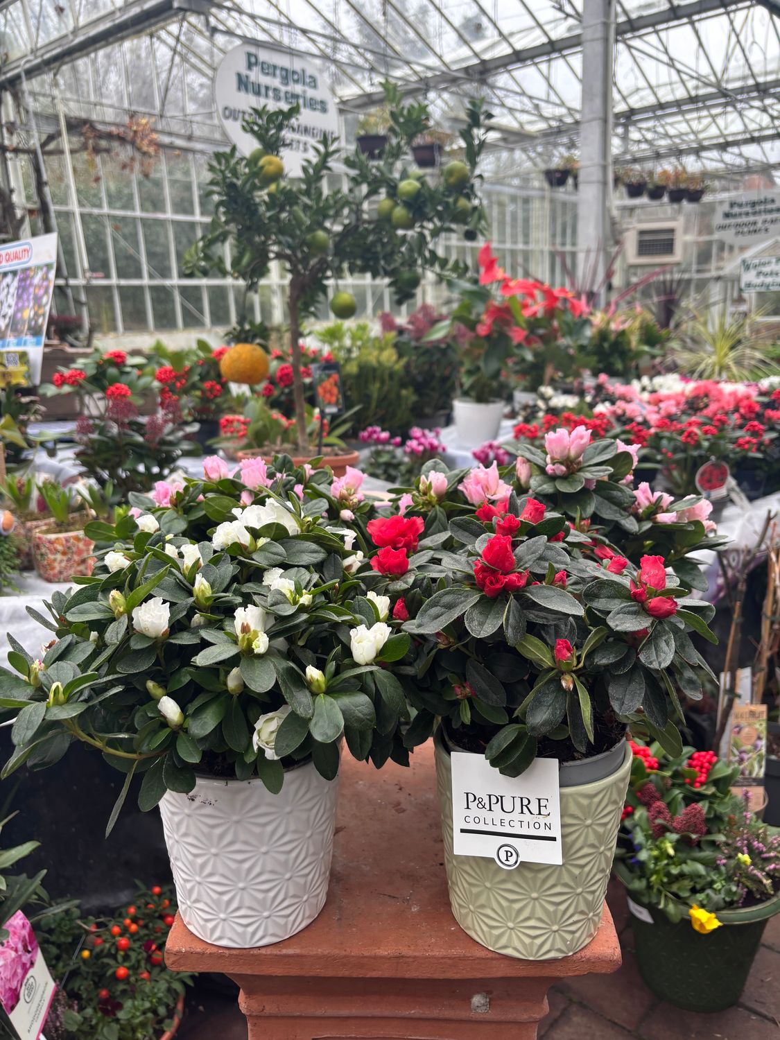 Mixed Indian Azalea in Ceramic Pot for Indoors