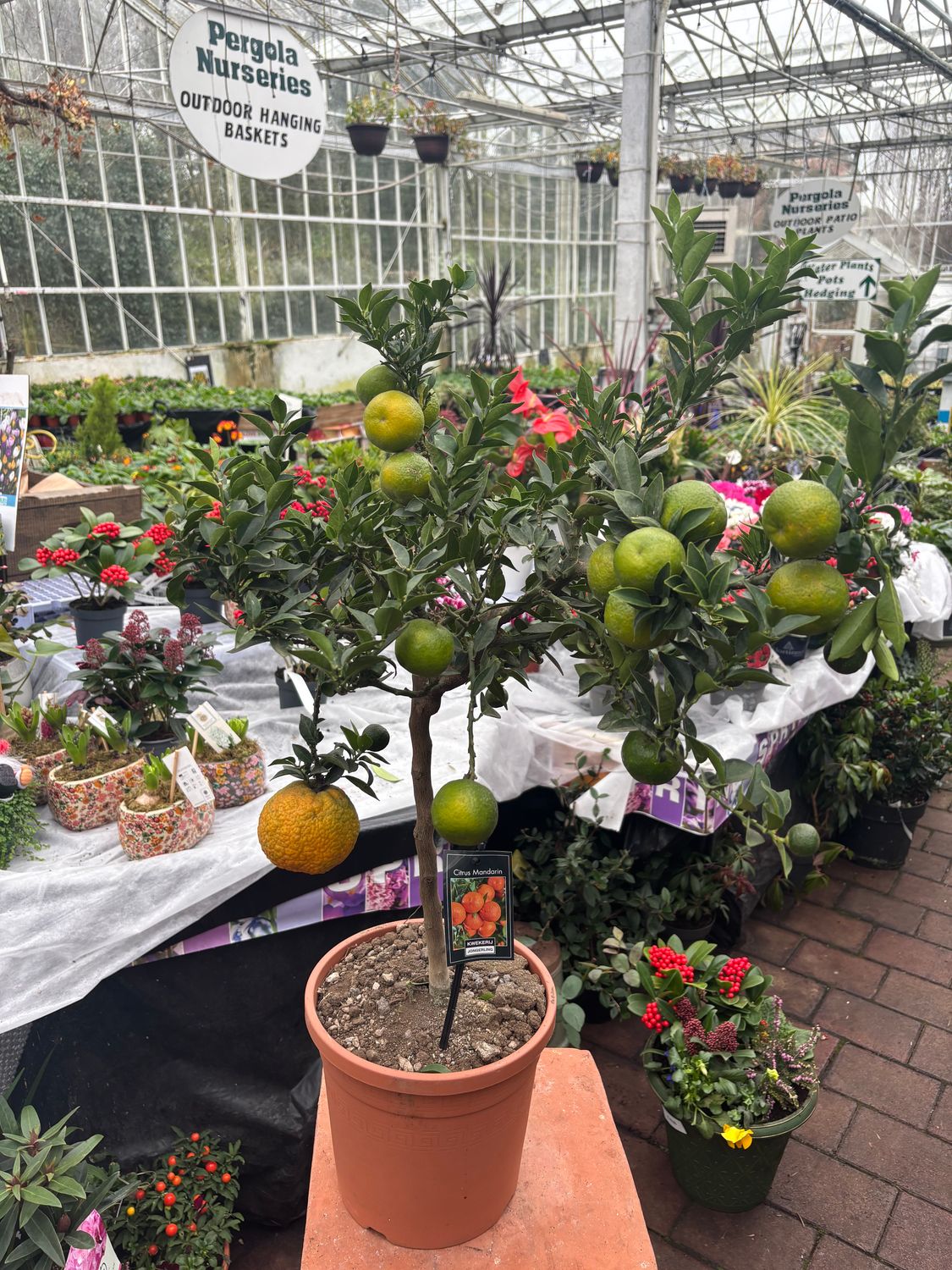 Citrus Mandarin Orange Strong pot grown plants with fruit …..produces heavy crops of Mandarin Oranges ..under Cover .,poly tunnel,glasshouse,conservatory,bright room