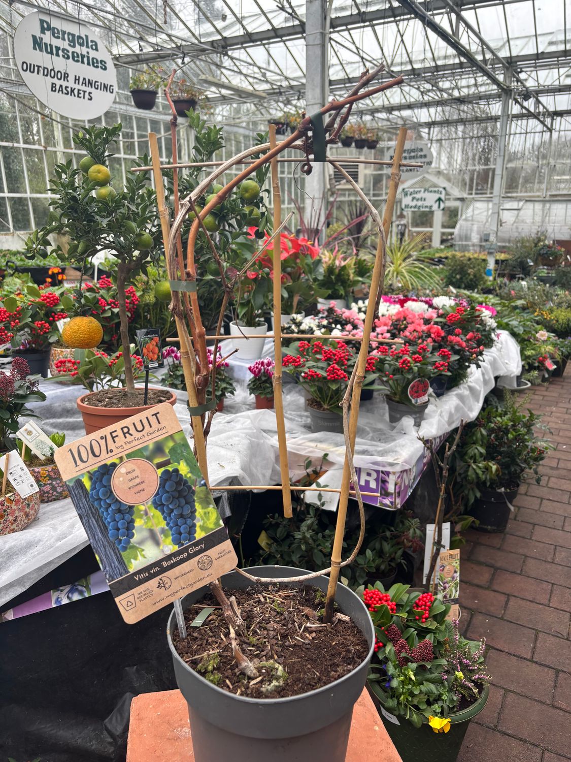 Grape Vine Boskoop Glory ..heavy crops of tasty good size grapes Strong pot grown plants