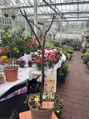 Fig Little Miss Figgy ..Dwarf Fig ..perfect for patio pots Self fertile . Heavy crops of delicious burgundy coloured fruit . Position in full sun