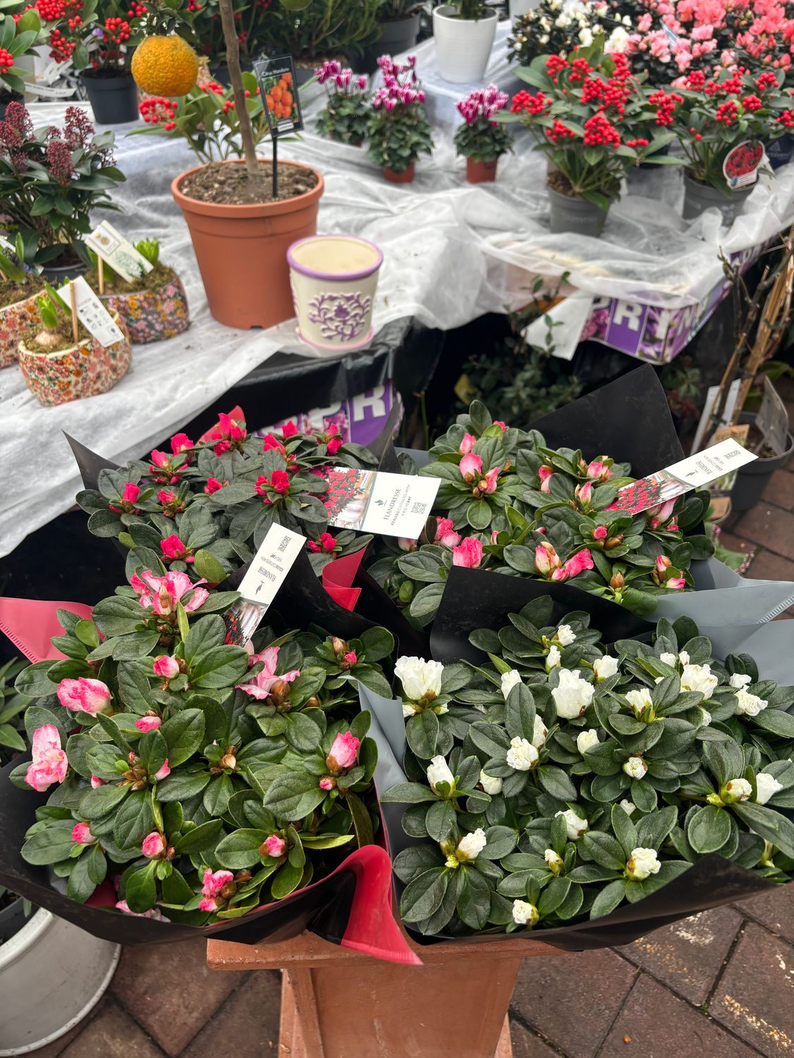 Mixed Indian Azalea for Indoors