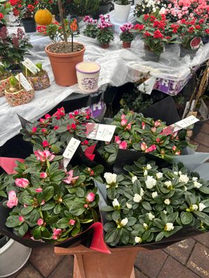 Mixed Indian Azalea for Indoors