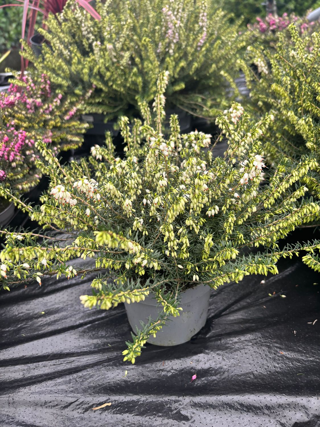 Heather Ghost Hill Pink