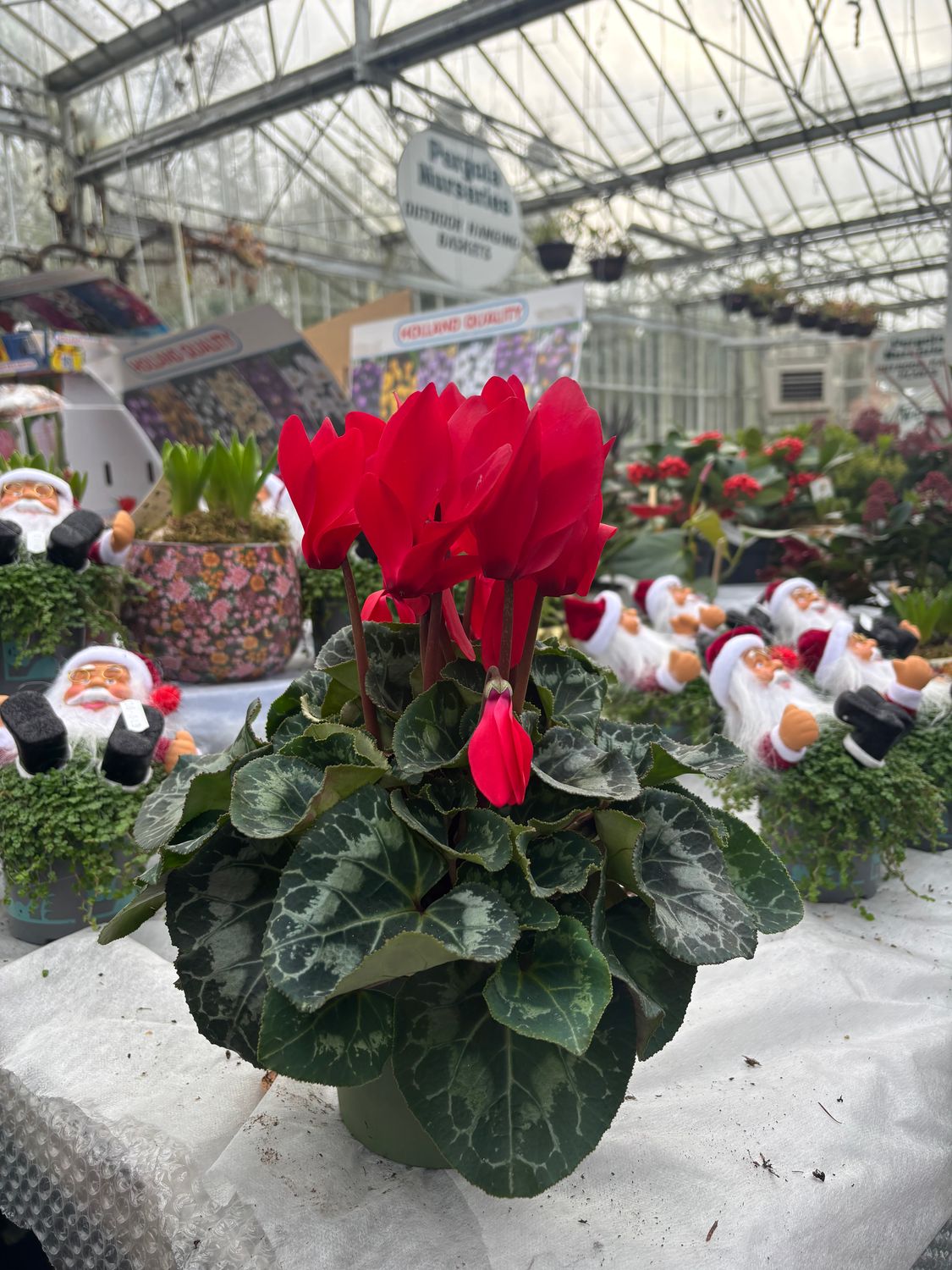 Cyclamen Red for Indoors