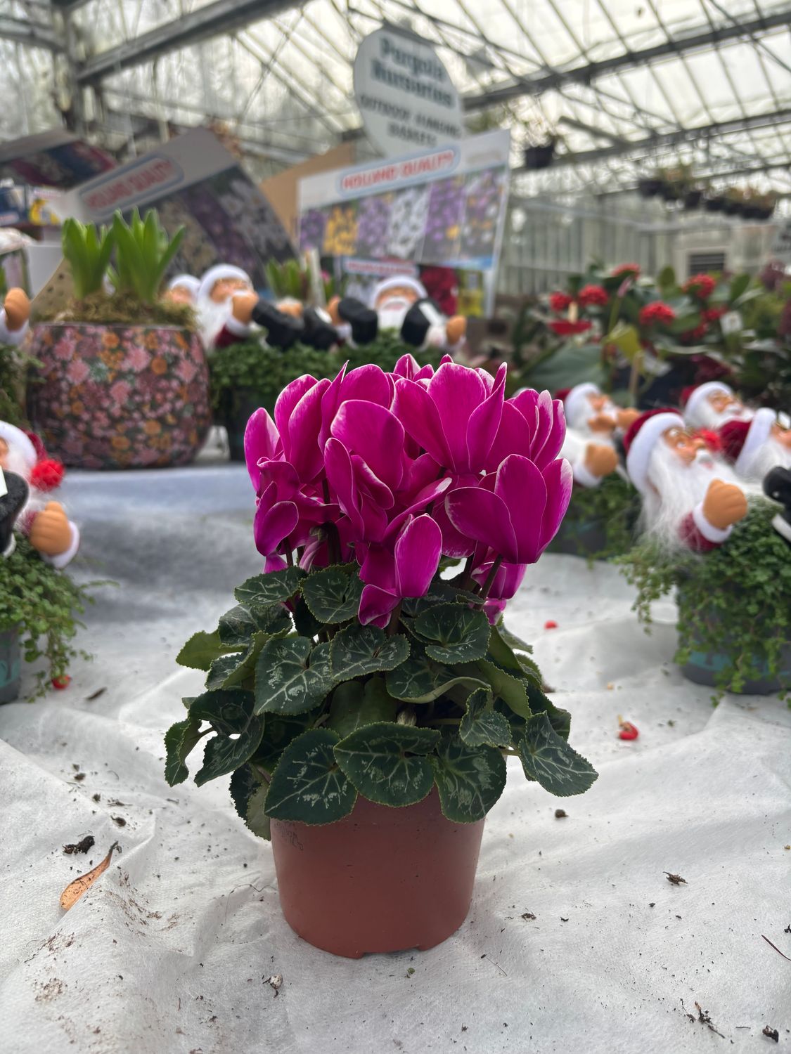 Cyclamen Goblet Shine for Indoors