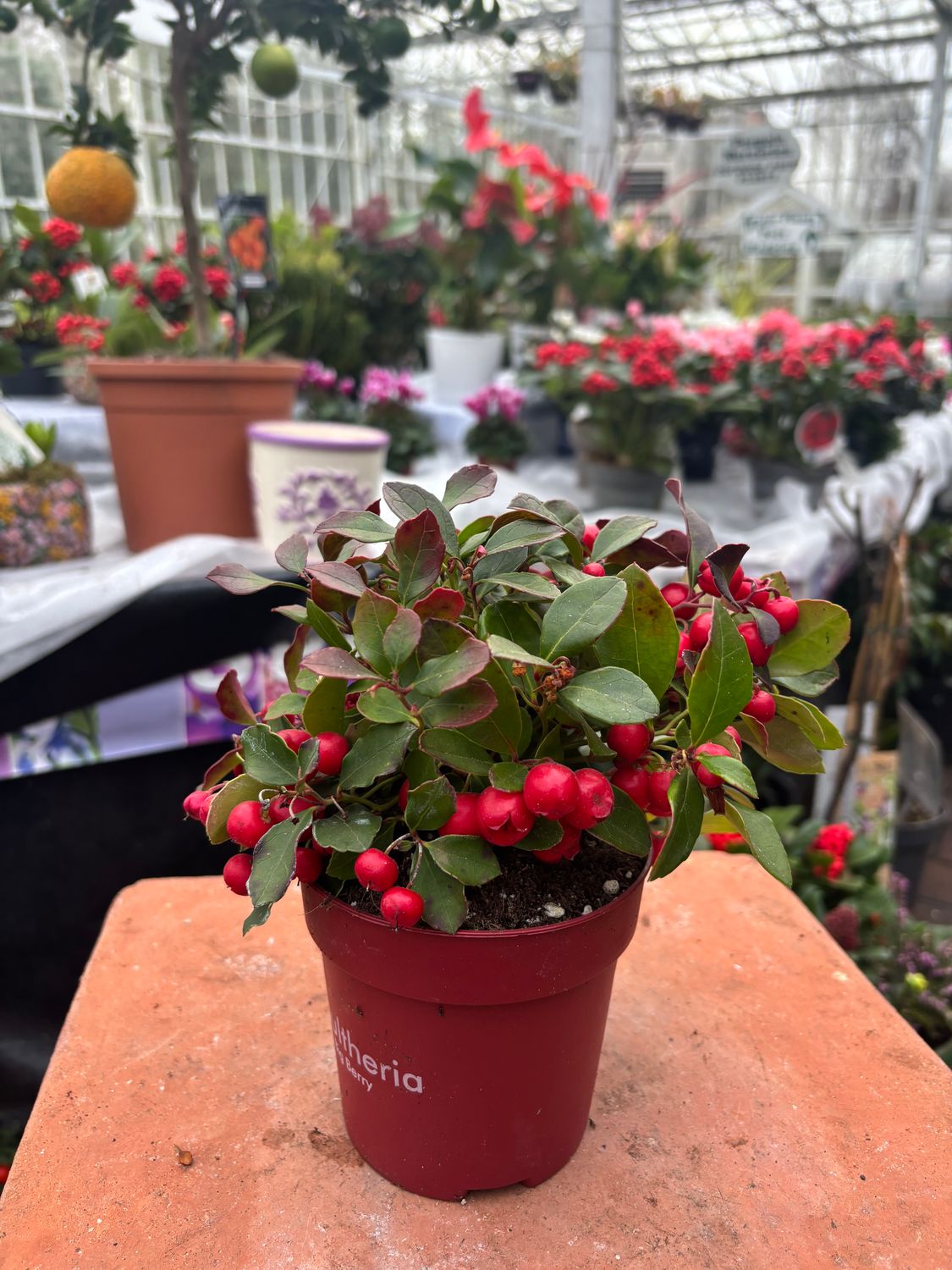 Gaultheria Big Berry