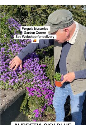 AUBRETIA Purple Cascade ,PURPLE ROCK CRESS Rock Cress , grows spreading flat and spilling over walls and kerbs Flowers Purple /Blue