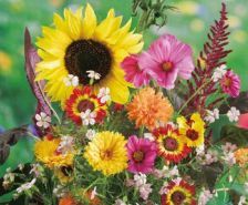 Wild Flowers - HIGH ANNUAL MIX 500G (494679) Wild Flower ,Wild Flowers Covers 20m2