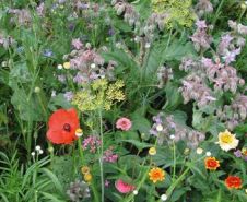 Wild Flowers - PERENNIAL POLLINATORS MIX 500G (494676) Wild Flower covers 20m2