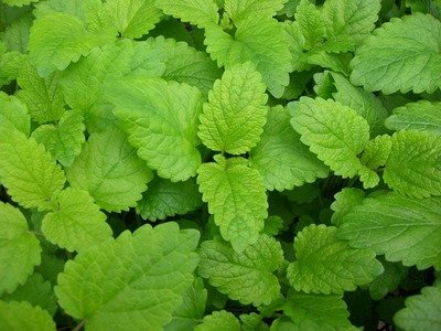 Herbs And Vegetables 