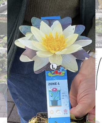 Water Plants for Garden Ponds!