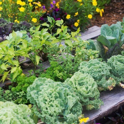 Vegetable Plants