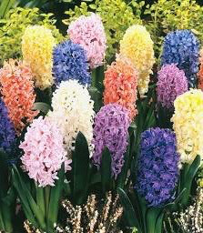 Hyacinths