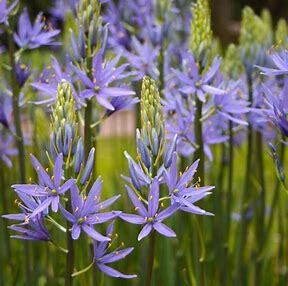 Camassia