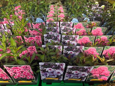Fragrant Phlox