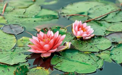 Pond Plants