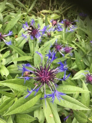 Perennial Blue Cornflower flowers for months silver/green foliage. Winter hardy and lasts forever. Height 25 Cm ,Spread 80 Cm . Good In sun or half shade .