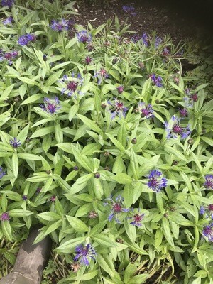 Perennial Blue Cornflower flowers for months silver/green foliage. Winter hardy and lasts forever. Height 25 Cm ,Spread 80 Cm . Good In sun or half shade . Perennial Blue Cornflower flowers for months silver/green foliage. Winter hardy and lasts forever. Height 25 Cm ,Spread 80 Cm . Good In sun or half shade .