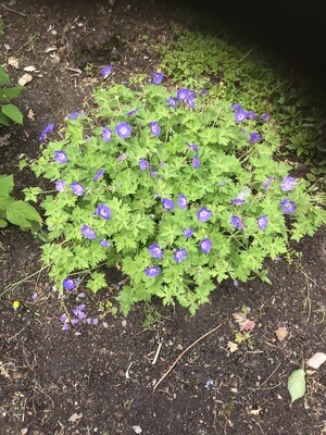 Geranium Rozanne tough Carpet Plant .. The true 'Rozanne'. Flowers non stop from May until October. Winter hardy and lasts for years.
